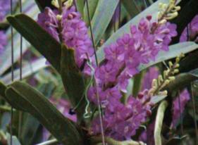Royal Orchid.