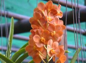 Orchid. 