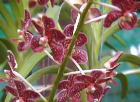 Orchid.