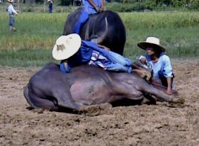 Thai country accomodation.
