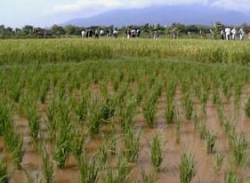 Rice field.