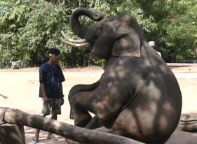 Elephant trying to walk on two legs, and ...