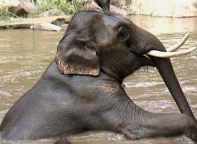 Elephant enjoying country pool.